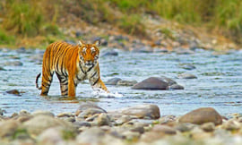 Hotel in Jim Corbett